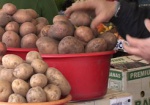 Синоптики прочат Украине проблемы с картошкой
