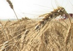 Чтобы в области не было перебоев с хлебом, необходимо запасти более 80 тысяч тонн зерна