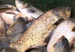 В Харьковской области стали меньше разводить рыбы
