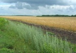 Минагропрод: Из-за ливней в Украине пострадали почти 8% посевов зерновых
