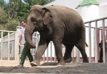 В зоопарке устраивают праздник по случаю дня рождения слонихи