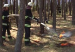 В этом году леса в области горели реже, чем в прошлом
