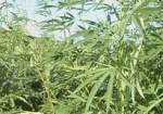 Харьковчанка посадила более полусотни кустов конопли «для себя»