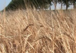 Урожай зерновых хотят увеличивать из года в год