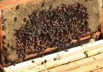 В Харьковской области гибнут пчелы