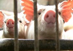 В Чугуевском районе вырезали 17 тысяч свиней