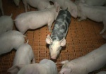 В Харьковской области вырезают свиней?