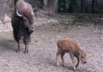 В Харьковском зоопарке пополнение в семье бизонов