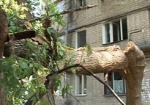 Какие деревья сносить во дворах жилых домов - будет решать новая комиссия