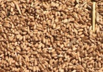 Харьковчанина подозревают в махинациях с зерном