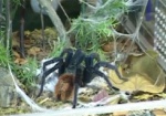 В харьковском зоопарке покажут экзотических пауков