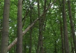 Законно ли рубят деревья в парке Горького, выяснит прокуратура