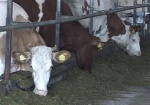 Правительство будет платить до 5 тысяч гривен за каждую корову