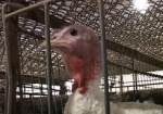 В мире активизировался вирус «птичьего гриппа»