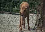 Маленькому бизончику выбирают имя посетители зоопарка