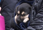 К Евро-2012 в Харькове появится приют для бездомных животных