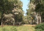 В Харьковской области высадят около ста тысяч гектаров леса
