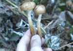 На Харьковщине участились случаи отравления грибами