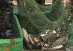 В Украине предлагают запретить промышленный вылов рыбы
