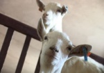 На Харьковщине решили возрождать «молочную» породу коз. Уникальная ферма может появиться через несколько лет