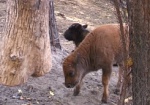 В харьковском зоопарке появился еще один малыш бизона