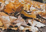 Опавшие листья пойдут на удобрения