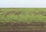 Вместо сплошного зеленого ковра - редкие ростки пшеницы. Харьковской области грозит неурожай озимых