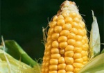 Харьковские аграрии собрали миллион тонн кукурузы