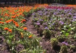 В новых теплицах хотят выращивать около миллиона цветов за сезон