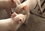 На Украину надвигается африканская чума свиней