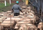 На Харьковщине массово вырезают свиней