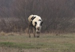 В Краснокутске пенсионерка увела чужую корову и сдала на мясо