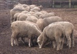 В Украине пересчитают всех коз, коров и овец