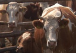 Харьковская область увеличила поголовье коров на 2,5 тысячи