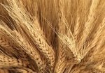 Азаров предлагает Украине, России и Казахстану вместе регулировать цену на пшеницу