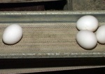 В Харьковской области стали производить больше яиц