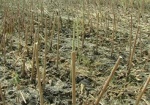 Весной в Украине придется пересеять до трех миллионов гектаров полей