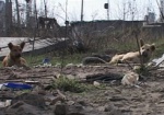 В этом году в Харькове бездомные животные покусали около 3000 человек