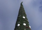 На главной елке Харьковщины засветится «северное сияние»