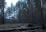 Лесоруба насмерть привалило деревом. Подробности ЧП, произошедшего в Волчанском районе