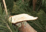 В Двуречанском лесничестве незаконно вырубили 56 елок