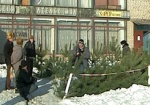 Украинцы уже раскупили около миллиона елок