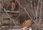 В Харьковском зоопарке - пополнение. У пары уссурийских тигров родились три котенка