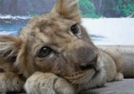 В Харьковском зоопарке поселится львенок