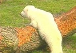 Белый медвежонок вскоре поселится в Харьковском зоопарке