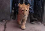 В Харьковском зоопарке поселился львенок. Пока малыш будет жить в Доме юннатов