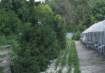 В Украине в 2011 году высадили 48 тысяч гектаров леса