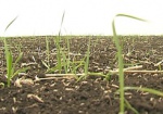 На весенне-полевые работы аграриям Харьковщины нужно почти 2 миллиарда гривен