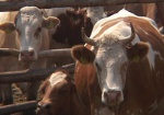 На Харьковщине увеличат поголовье коров