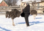 Под Харьковом в лютые морозы свободно разгуливают африканские страусы